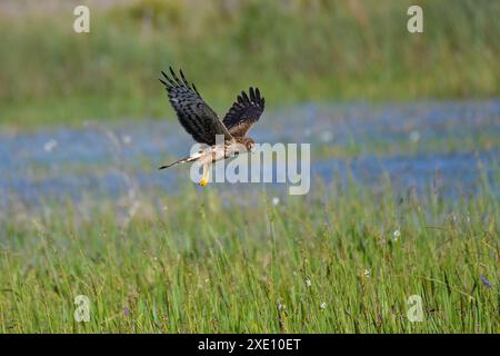 Northern Harrier che si libra sulla palude Foto Stock