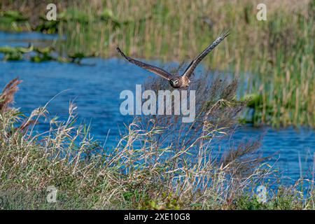 Northern Harrier che si libra sulla palude Foto Stock