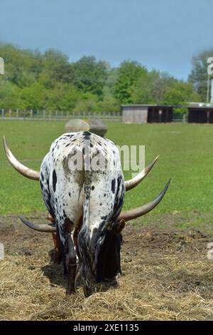 Uro Foto Stock