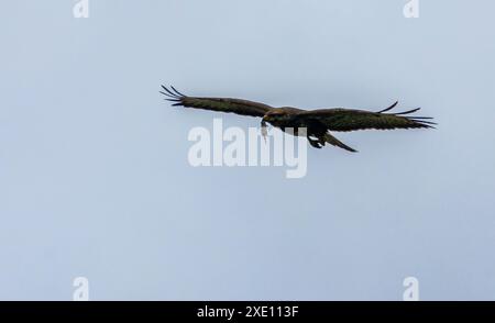 Buzzard con un pugile che vola nel cielo blu Foto Stock