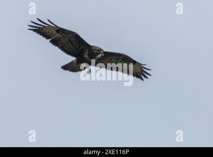 Buzzard con un pugile che vola nel cielo blu Foto Stock