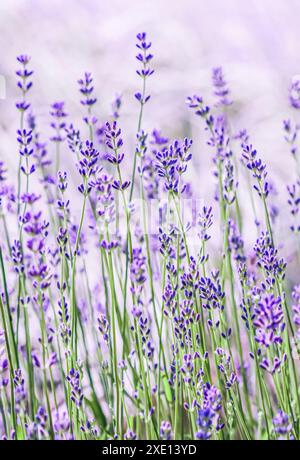 Sfondo di lavanda viola nel giardino Foto Stock