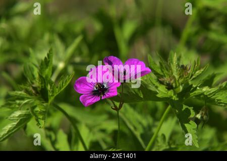 Geranium pratense Foto Stock