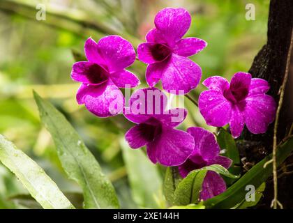 Splendida orchidea rosa su sfondo naturale Foto Stock