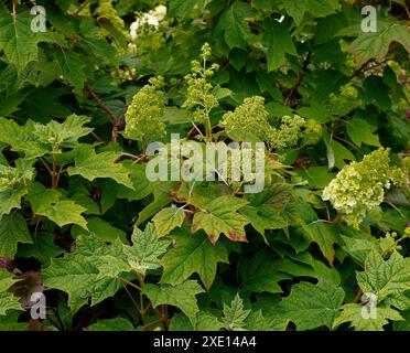 Primo piano dei boccioli di fiori del giardino perenne arbusto ortensie quercifolia armonia. Foto Stock