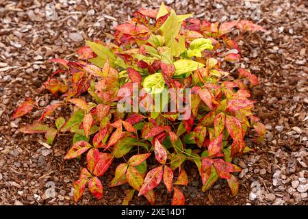 Primo piano delle foglie verdi di bronzo rosso della pianta sempreverde del giardino nandina domestica fuoco. Foto Stock