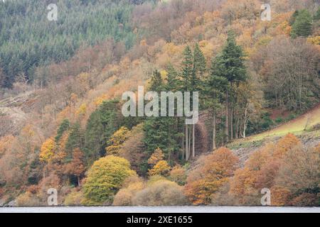 Intorno al lago Vyrnwy in autunno, Powys, Galles centrale, Regno Unito Foto Stock