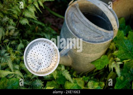 Una lattina da irrigazione in giardino. Una barattolo di metallo con una rosa per innaffiare uniformemente l'acqua su piante come le piogge. Foto Stock