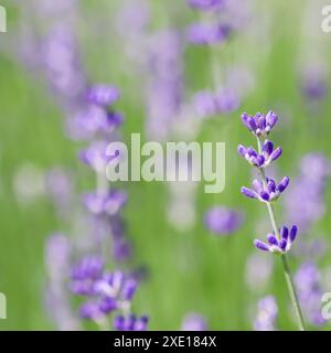 Sfondo di lavanda viola nel giardino Foto Stock