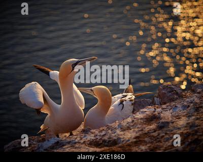 Il colpo di una colonia di terns del nord che nidificano la sera in germania. Famoso gannet settentrionale degli uccelli nella natura selvaggia al crepuscolo. Famoso gannet settentrionale per uccelli Foto Stock