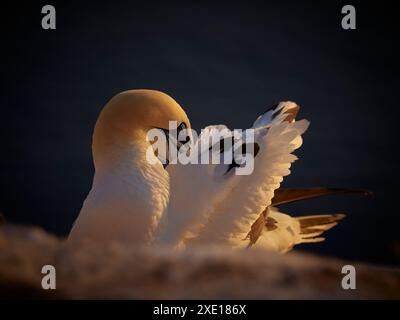 Colpo di un uccello di colonia di terns del nord che nidifica la sera in germania. Ritratto della gannet. Portait in posa gannet settentrionale adulto in natura selvaggia. B Foto Stock