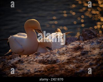 Colpo di un uccello di colonia di terns del nord che nidifica la sera in germania. Ritratto della gannet. Portait in posa gannet settentrionale adulto in natura selvaggia. B Foto Stock