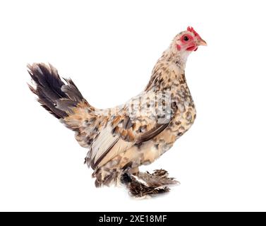 Botted Bantam, pollo davanti a sfondo bianco Foto Stock