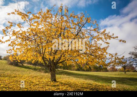 Area geografica / viaggi, Germania, Assia, ULTERIORI-DIRITTI-AUTORIZZAZIONE-INFO-NON-DISPONIBILI Foto Stock