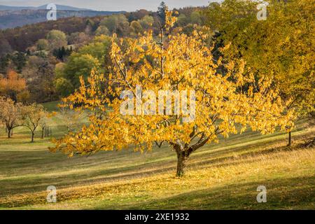 Area geografica / viaggi, Germania, Assia, ULTERIORI-DIRITTI-AUTORIZZAZIONE-INFO-NON-DISPONIBILI Foto Stock