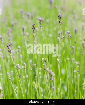 Sfondo verde di lavanda in boccioli nel giardino Foto Stock