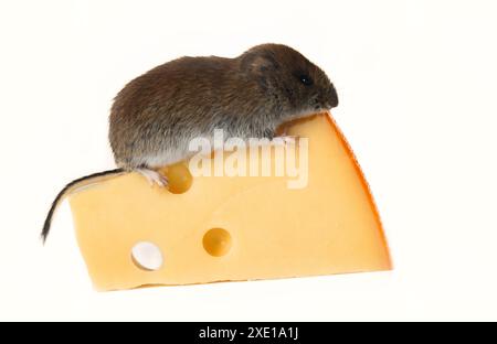 Formaggio con capezzoli alle ole con fori, isolato su sfondo bianco Foto Stock