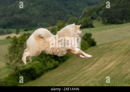 Cane da pastore islandese, l'FCI ha riconosciuto la razza di cane dall'Islanda Foto Stock