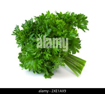 Mazzetto di prezzemolo verde, erbe fresche per cucinare isolate su sfondo bianco. Pianta profumata utilizzata in cucina per la decorazione Foto Stock