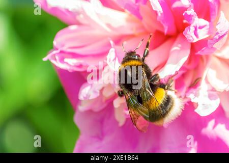 Un bumblebee sul germoglio di un fiore di peonia rosa. Primo piano. Foto Stock