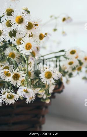 Bouquet di piccole margherite in cesto di vimini. Fiori di camomilla nel cestino sul tavolo. Interni accoglienti con fiori bianchi. Regalo floreale. Stile di vita rurale. Foto Stock