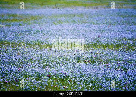 Campi blu di lino selvaggio Foto Stock