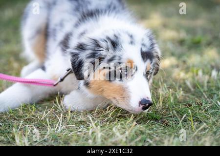 Il giovane cane pastore australiano riposa sull'erba del giardino. Giocoso cane da pastore australiano blu merle in estate. Foto Stock