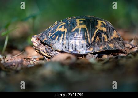 Eastern Box Turtle (Terrapene carolina) - Brevard, North Carolina, USA Foto Stock