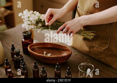 Primo piano medio di assistenti femminili che raccolgono margherite e le mettono in una ciotola di legno circondata da piccole bottiglie di vetro marrone con oli essenziali Foto Stock