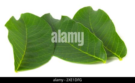 Foglie di noce fresche isolate su sfondo bianco. Foto Stock