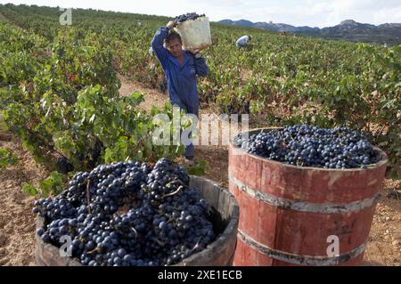 Passito di vasche di legno. Vintage tradizionale. Viña Tondonia. Bodegas R. López de Heredia. Haro. La Rioja. Spagna. Foto Stock