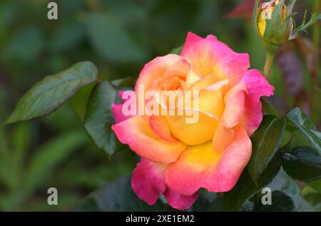 Una bella rosa grande e gialla su un cespuglio Foto Stock