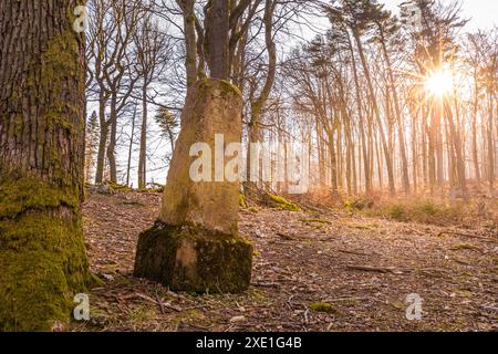 Geografia / viaggi, Germania, Assia, Adelheidstein nella foresta di Bad Homburg vor der Hoehe, ULTERIORI DIRITTI-CLEARANCE-INFO-NOT-AVAILABLE Foto Stock