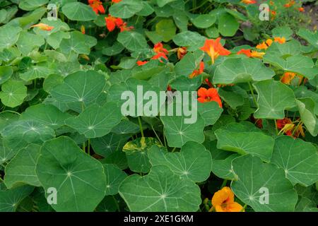 Nasturtium che cresce in un giardino rustico. Giardino del cottage. Giardinaggio. Foto Stock