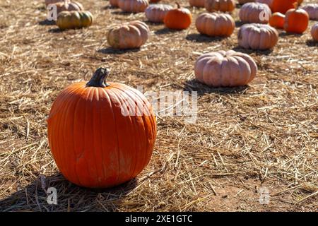 Grande zucca rotonda messa a fuoco in un colorato patch di zucca in una giornata di sole Foto Stock