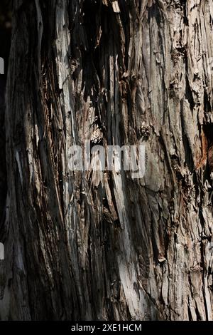 Tronco dell'albero di Thuja da vicino. Sfondo con struttura in legno. Vecchia corteccia degli alberi crepata Foto Stock