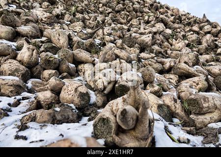 Le barbabietole da zucchero vengono raccolte prima del gelo Foto Stock