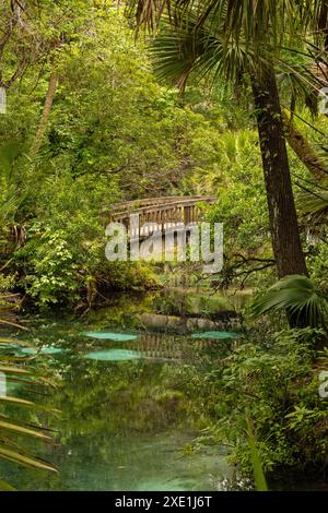 Stagno nell'area ricreativa di Juniper Springs in Florida Foto Stock