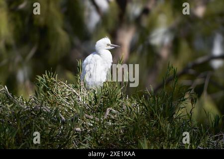 Giovane Egret di bovini occidentali (Bubulcus ibis) su un albero Foto Stock