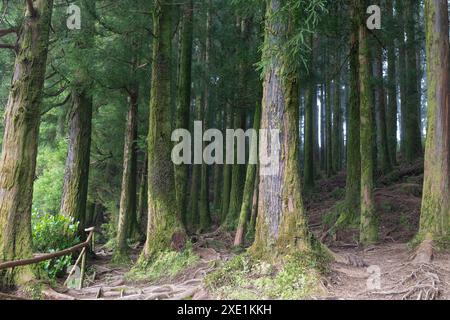 Una foresta con muschio che cresce sugli alberi Foto Stock