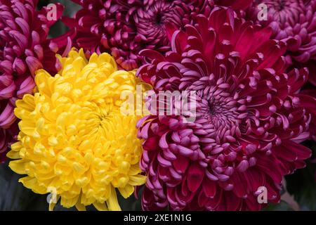 Fiori di aster viola e giallo da vicino Foto Stock