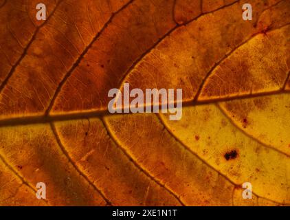 Foglia d'autunno arancio con consistenza venosa Foto Stock