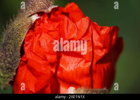 Macro shot di bocciolo di papavero rosso con petali Foto Stock