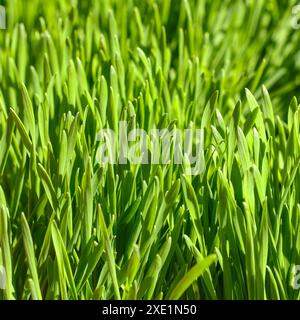 Primo piano sullo sfondo verde dell'erba primaverile Foto Stock