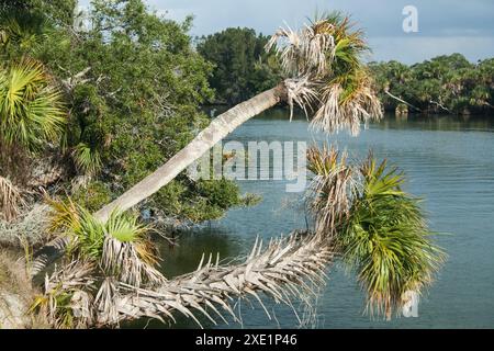 Vista della riserva naturale nazionale di Merritt Island, Florida Foto Stock