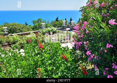 Oleander nel parco Vorontsovsky vicino al palazzo di Alupka, in Crimea Foto Stock