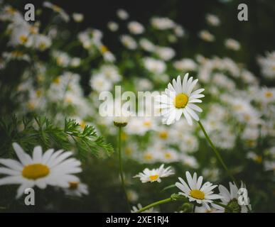 Daisies in un bellissimo campo fiorito. Primo piano, messa a fuoco selettiva, sfondo morbido. Foto Stock