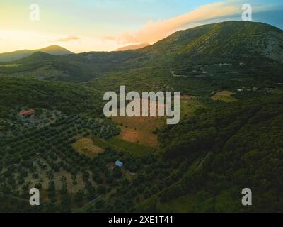 Frutteto di ulivi sulle colline che circondano Terracina, Italia, al tramonto. Vista aerea. Foto Stock