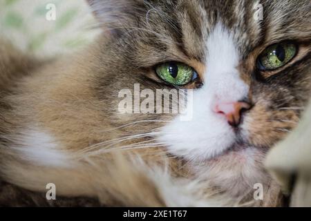 Sereno Ragamuffin Cat Resting Foto Stock