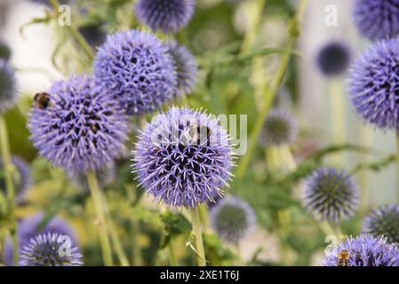 Bumblebee e bee sono seduti su un cardo globo in fiore viola Foto Stock